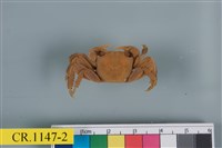 藏品(斑點擬相手蟹)的圖片